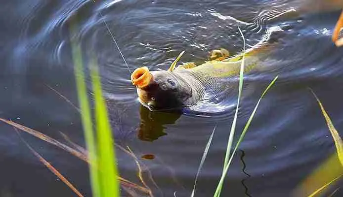 At what pressure is carp caught in summer