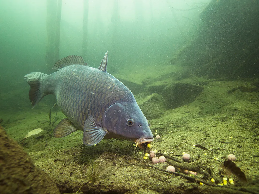 Carp Hooked With Corn