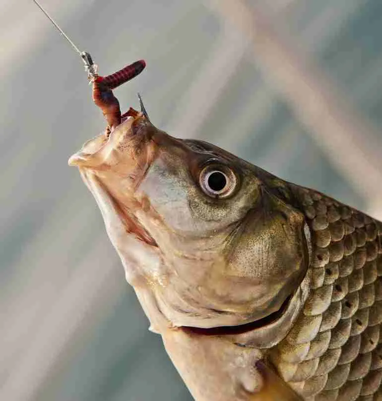 Carp hooked on worm