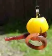 Corn and Worm Sandwich: