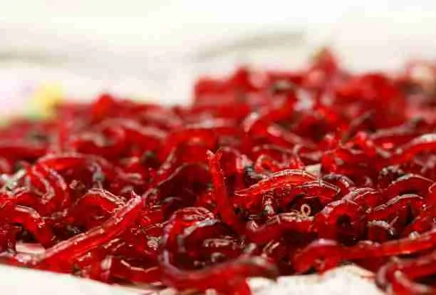 Feeder Fishing With Mosquito Larvae