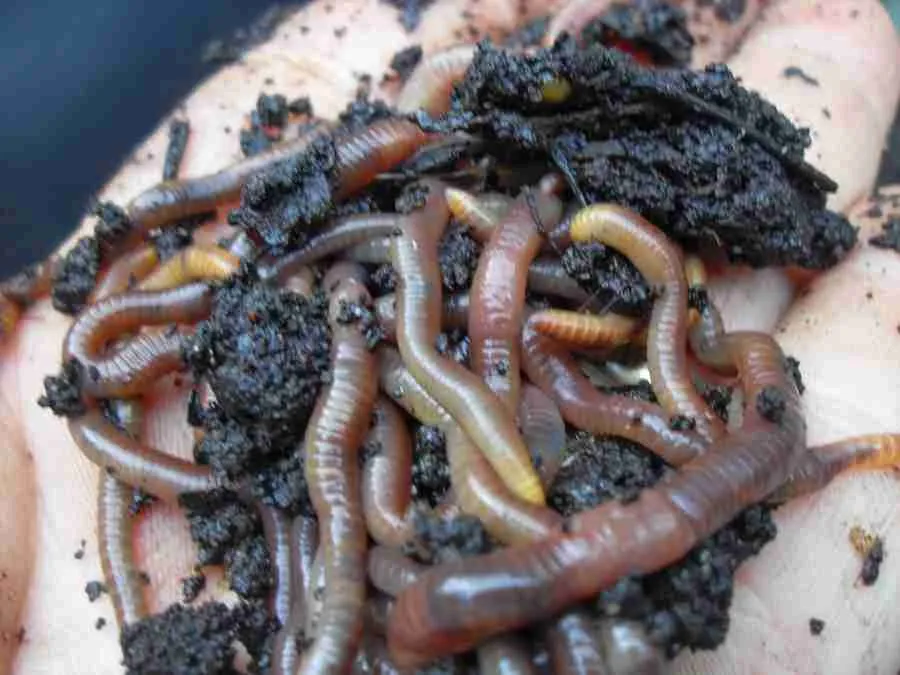 Feeding the worms