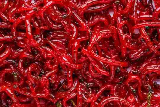 Fishing With Mosquito Larvae