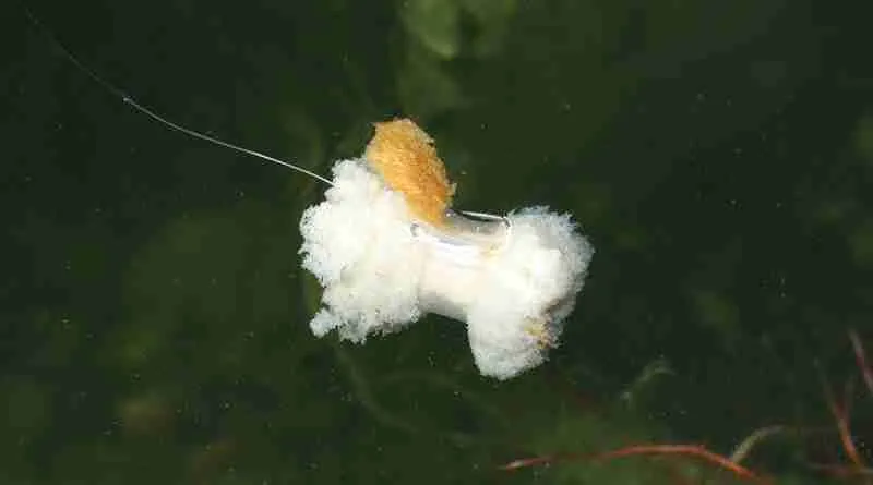 1. Bait That The Tench Loves: Bread