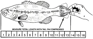 2. For soft-tailed fish, squeeze the tail fin together to obtain the maximum overall length.