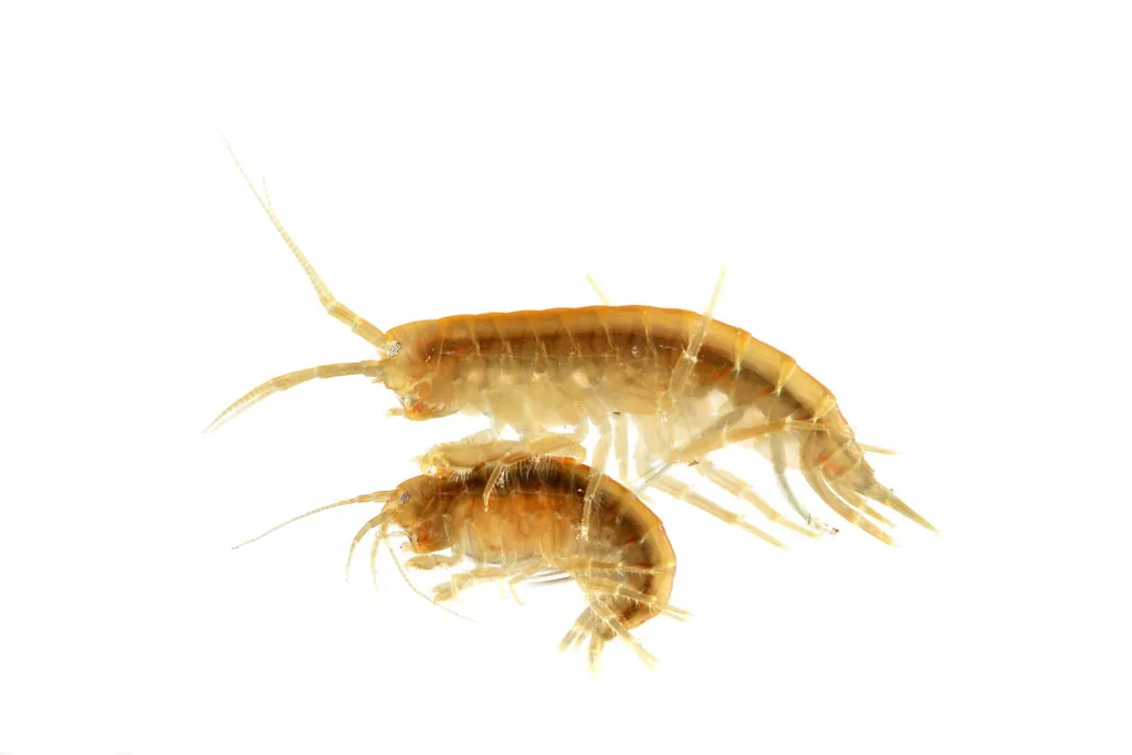 Insects as bait for Fishing: Gammarus
