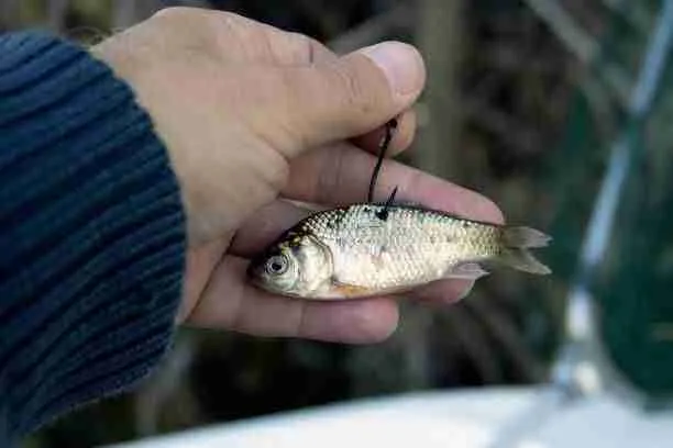 How to put a live bait on a hook: Live Bait