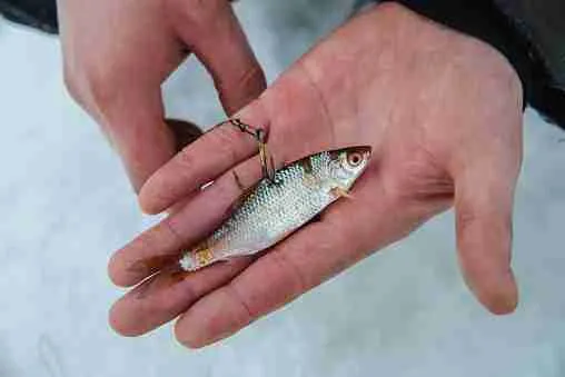 Live bait for pike fish on hook lying on hand, winter ice fishing.