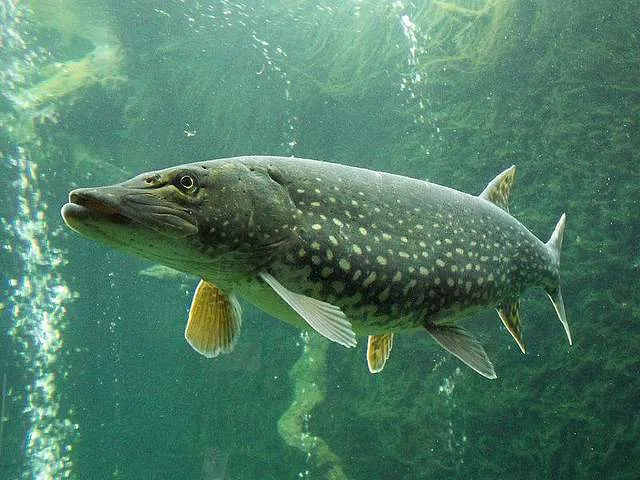 Large pike caught near fallen timber structure
