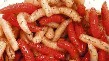Insects as bait for Fishing: Live maggots for fishing