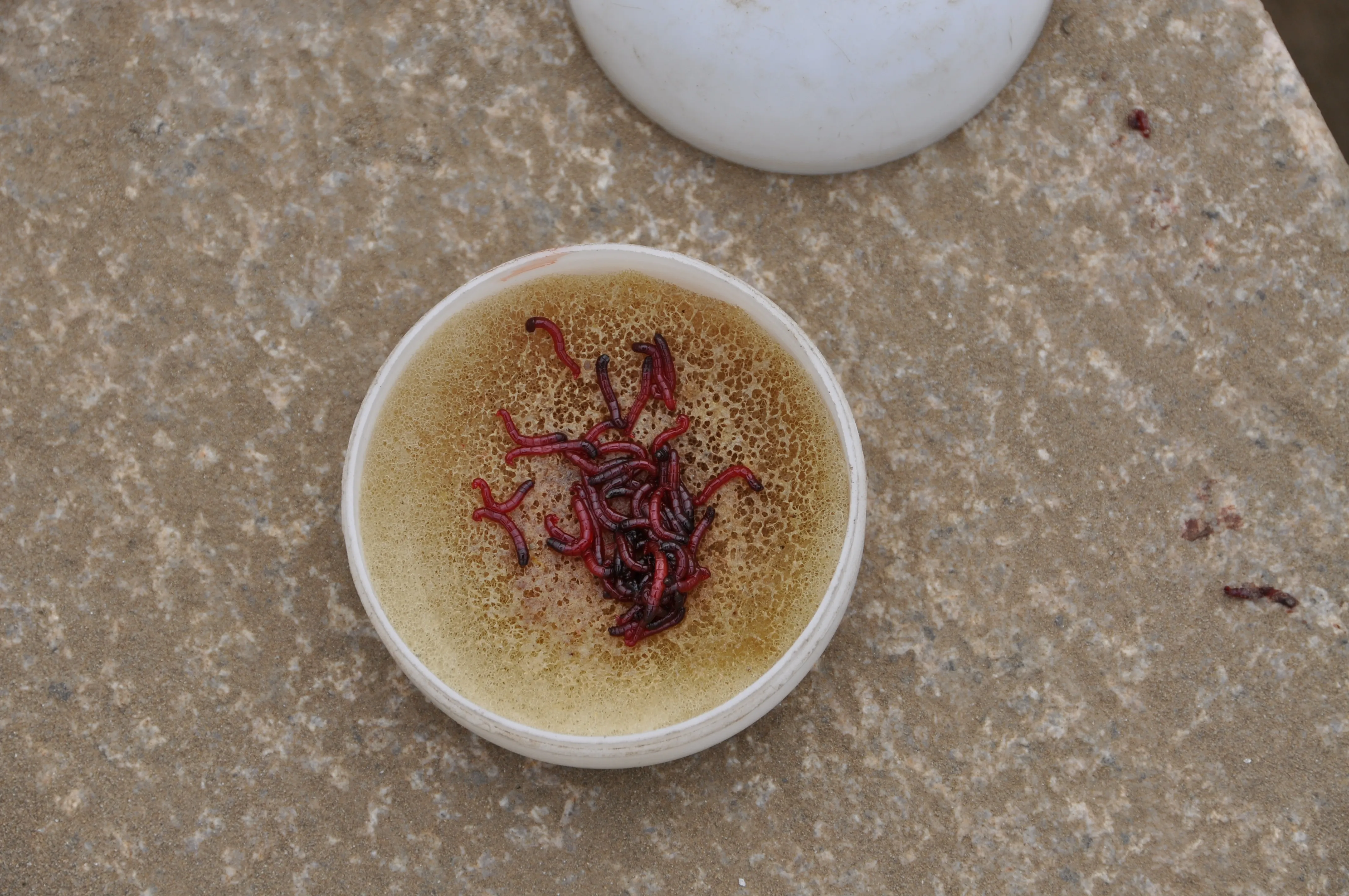 Mosquito larvae for use as bait