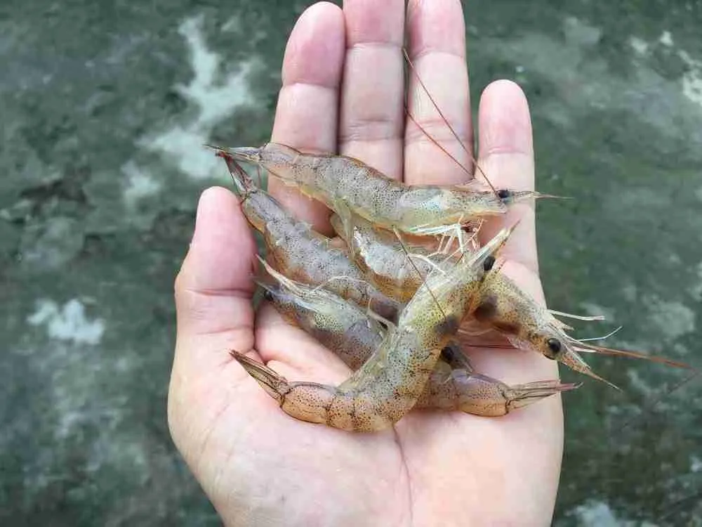 6. Bait That The Tench Loves: Shrimp