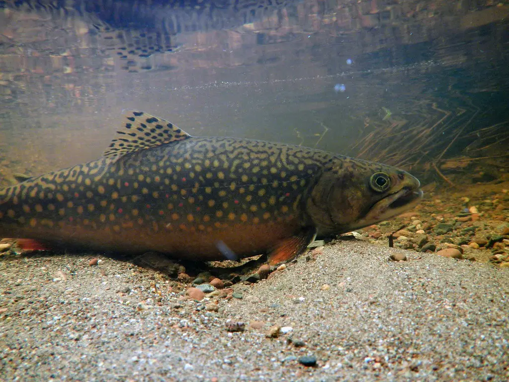 Summer Trout Fishing. Cracking the Code When Waters Warm