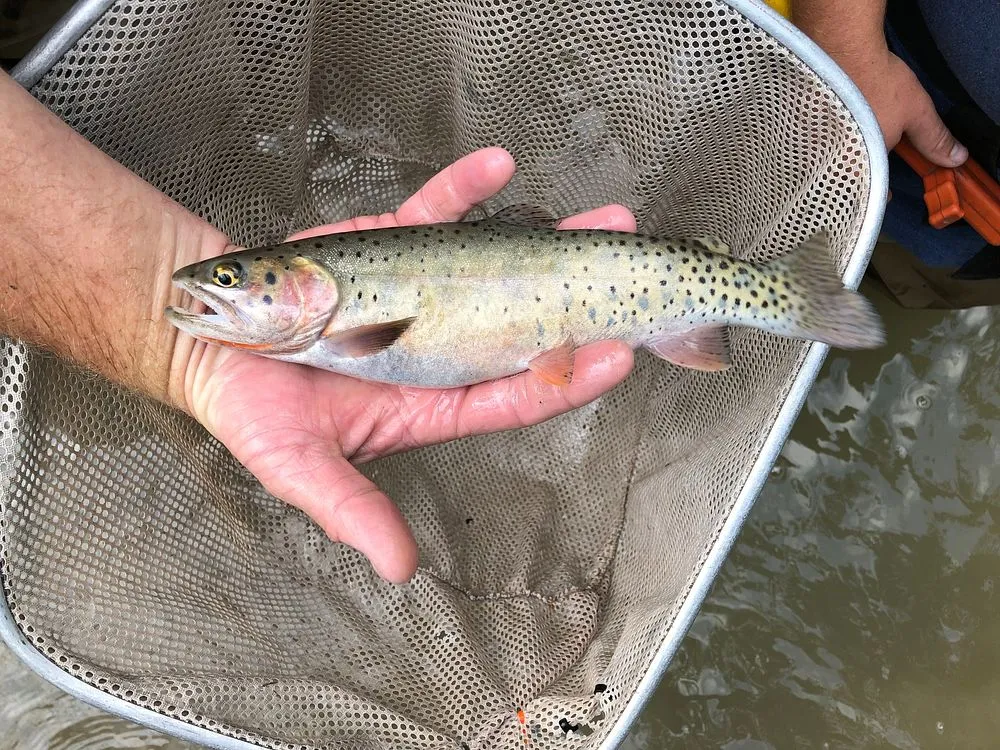 Summer trout fishing