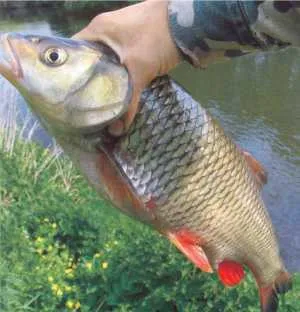 WHERE IS THE MULLET HIDING? Mullet's Hiding Spots