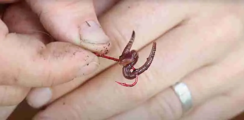 Ways to put a worm on a hook on Big Hook