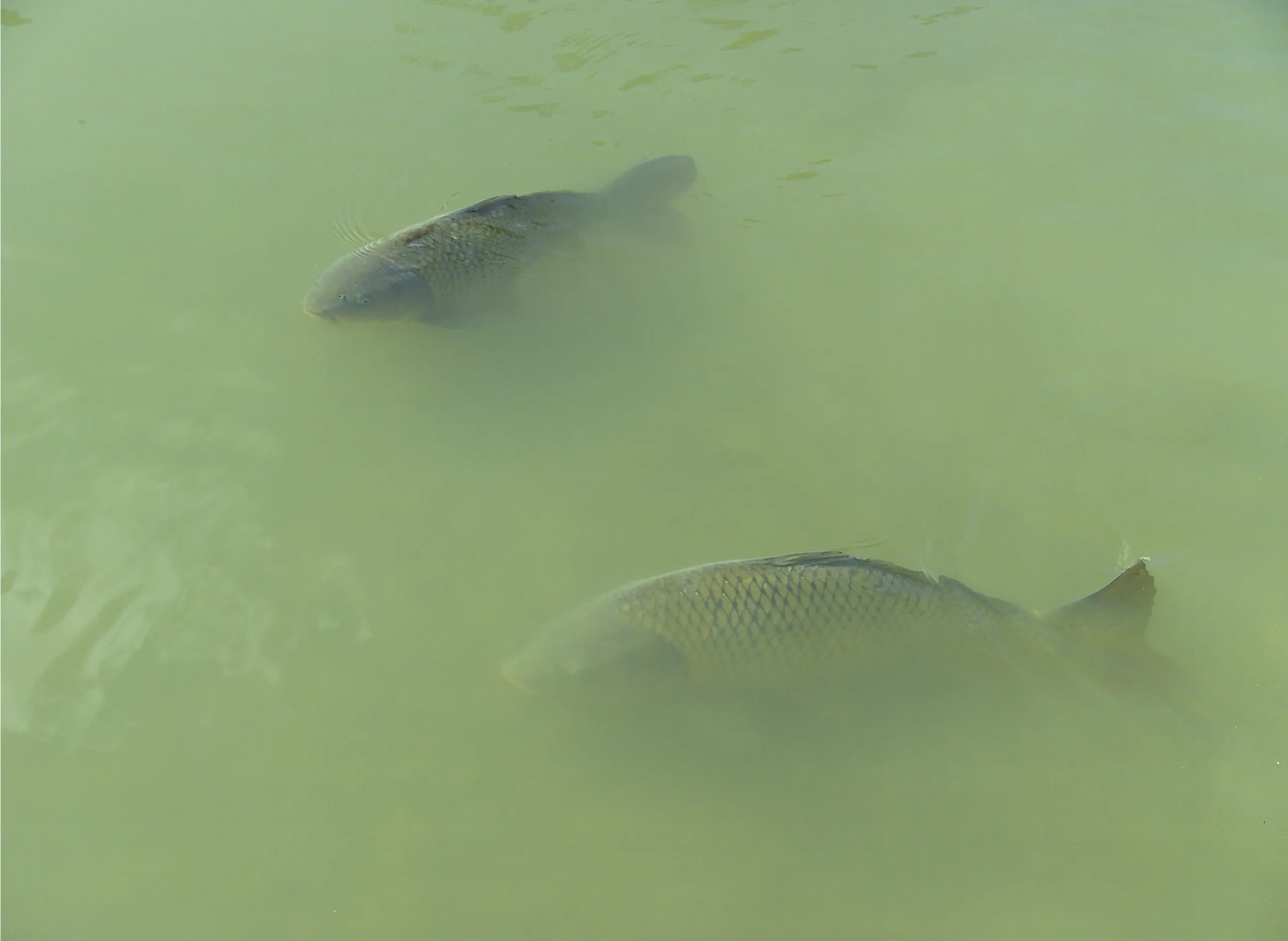 What is the fish afraid of?