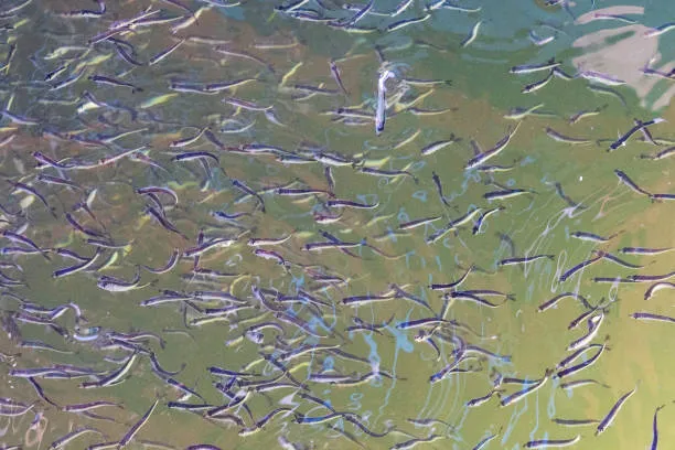 What to do if fish doesnt bite