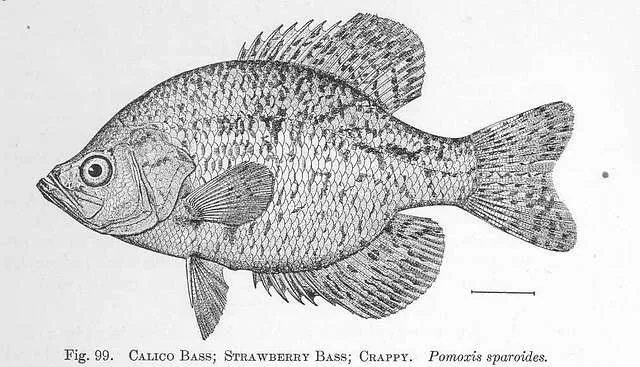 What is Black crappie Pomoxis Nigromaculatus