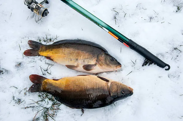 Winter Carp Fishing
