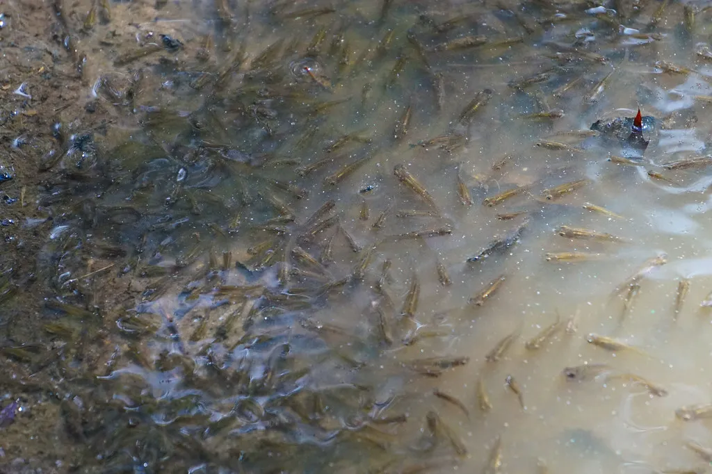 Angler positioned to avoid casting shadow over fishing area