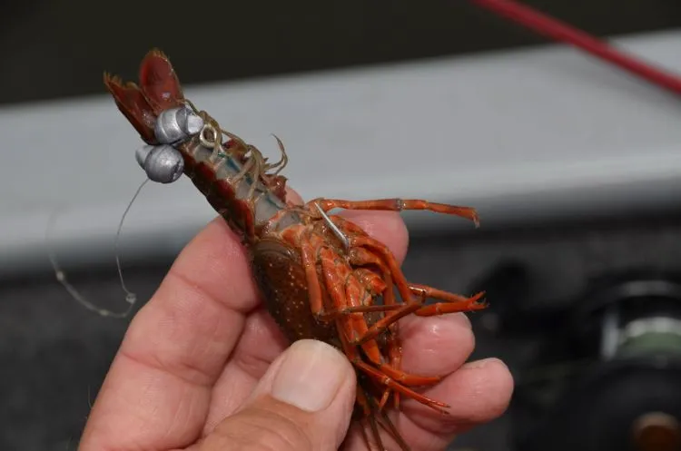 Proper crayfish hooking technique through the tail