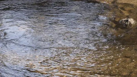 Fishing line positioned in a calm eddy beside faster moving water