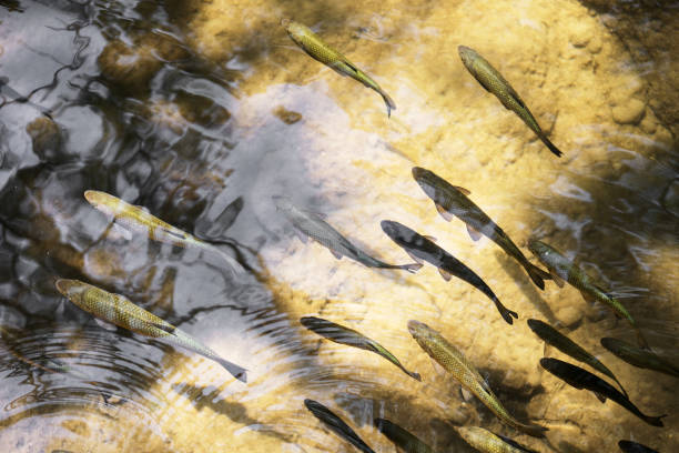 How to Avoid Scaring Fish in Shallow Water