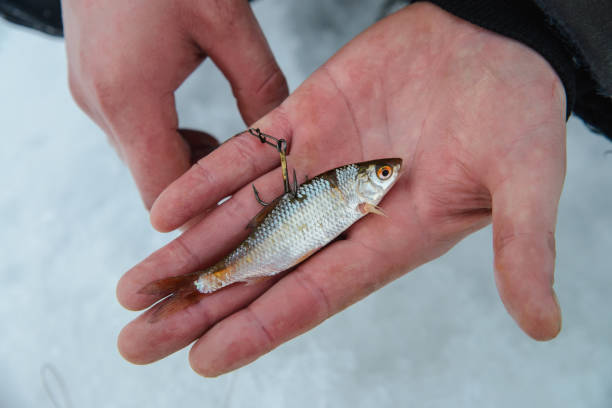 How to Rig Live Bait Without Killing It