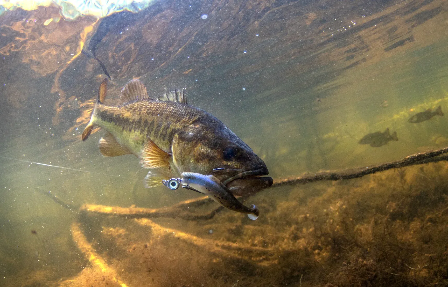 Underwater view of small silicone micro-lure with realistic swimming action attracting various fish species