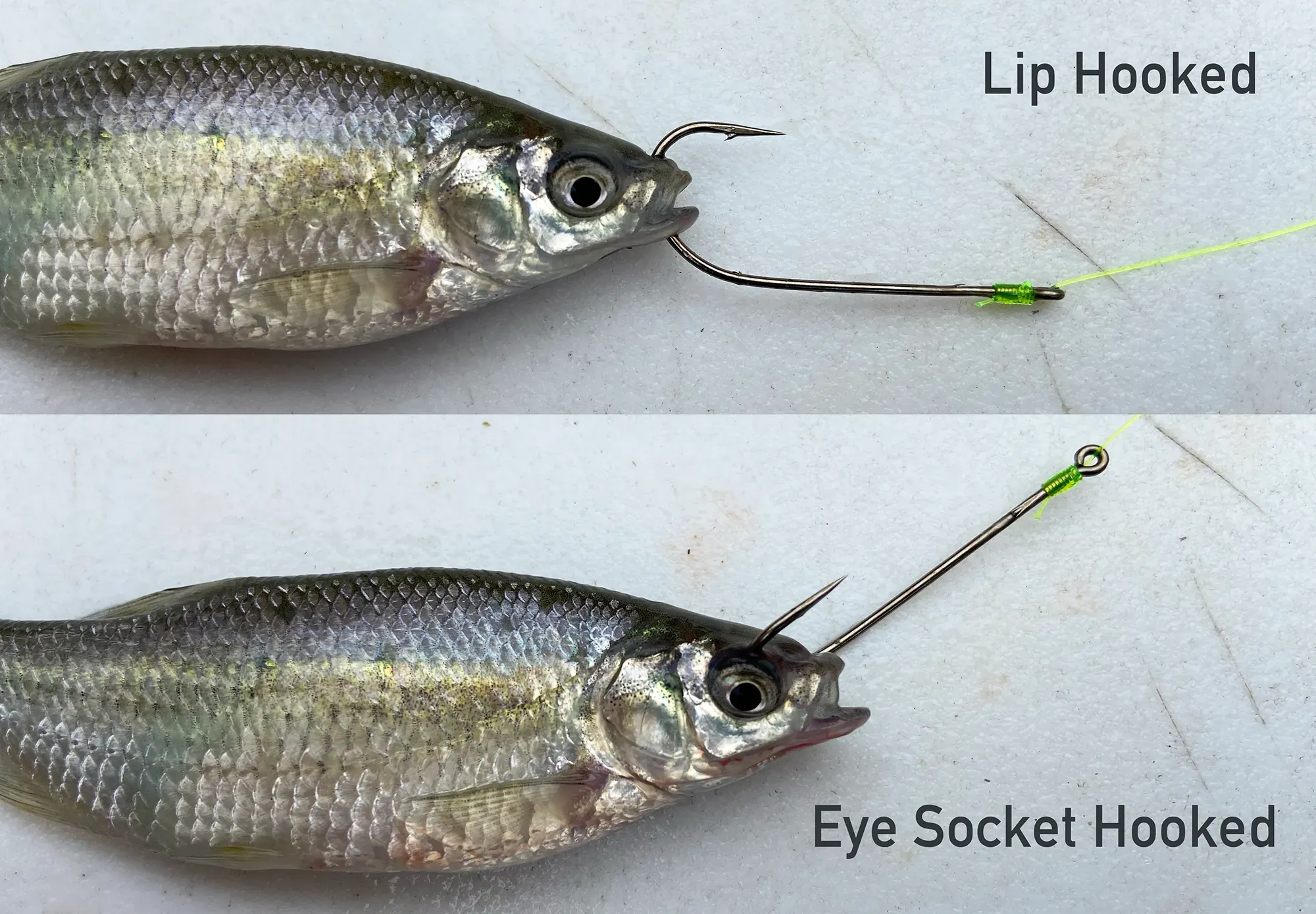 Proper lip hooking technique on a live minnow