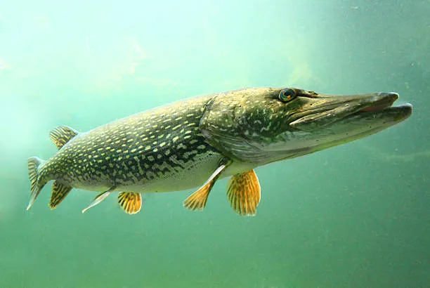 Northern pike positioned in a river eddy beside fallen timber and current break