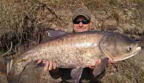 Silver carp