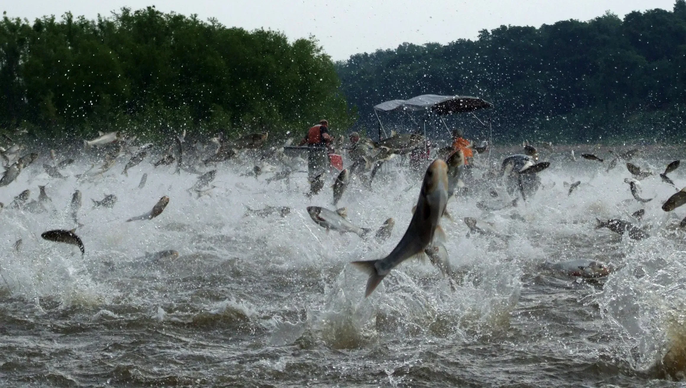 Fish scattered after being spooked in shallow water