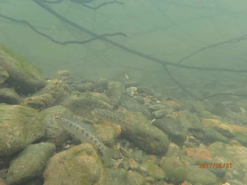 A fish is swimming in the clear water