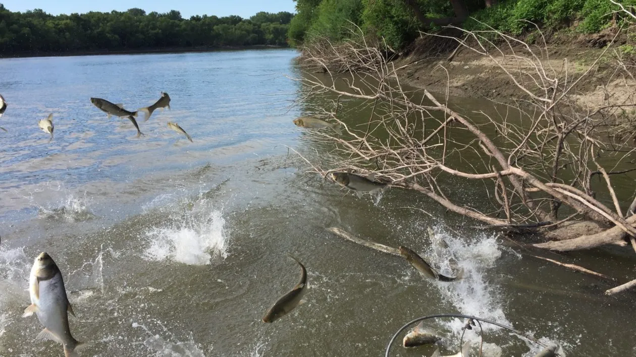 What to Do When Fish Get Spooked