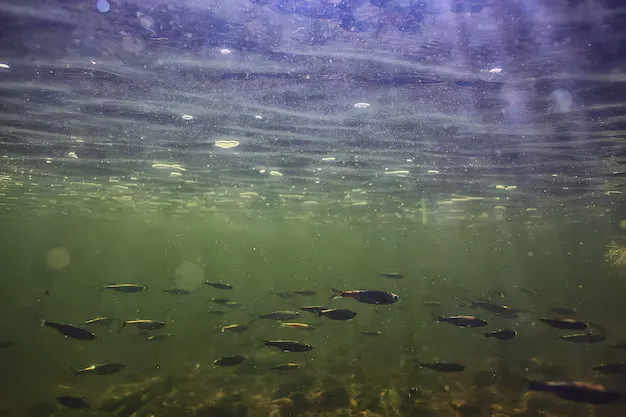 Fishing-Dough-Materials 