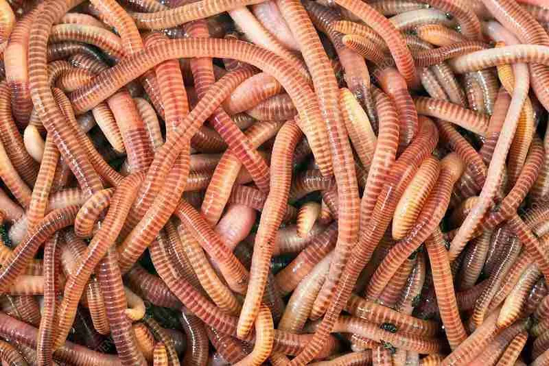 Catfishing Bait: Worms